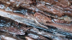 Cylindroiulus britannicus