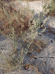 Chenopodium opulifolium