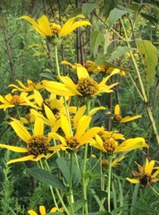 Helianthus petiolaris