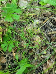 Potentilla humifusa