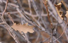 Quercus × pauciloba