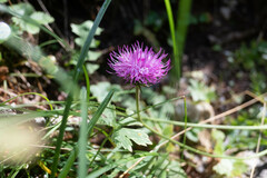 Carduus defloratus