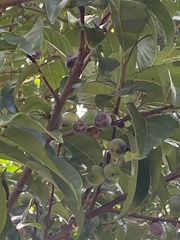 Diospyros morrisiana