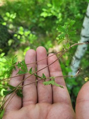 Potentilla humifusa