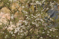 Leptospermum microcarpum