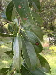 Diospyros morrisiana