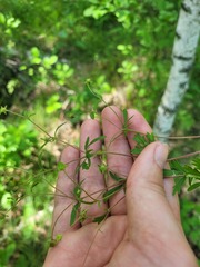 Potentilla humifusa