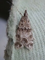 Eudonia mercurella