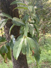 Diospyros morrisiana