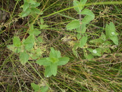 Veronica chamaedrys
