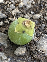 Diospyros morrisiana