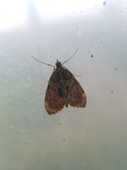 Chloroclysta siterata