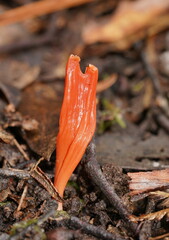 Clavulinopsis