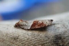 Acleris laterana