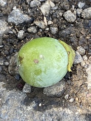 Diospyros morrisiana