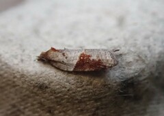 Acleris laterana