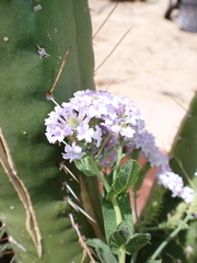 Verbenaceae