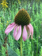 Echinacea