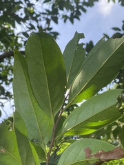 Diospyros morrisiana