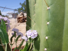 Verbenaceae