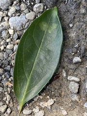 Diospyros morrisiana