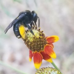 Melissodes bimaculatus