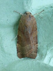Noctua fimbriata