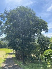 Diospyros morrisiana