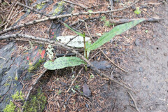 Dactylorhiza fuchsii