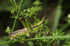Mecostethus parapleurus