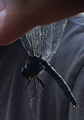 Pachydiplax longipennis