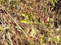 Maianthemum stellatum
