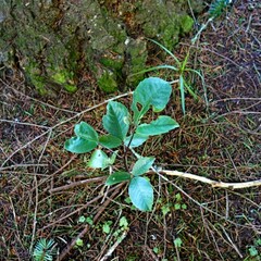 Pseudopanax colensoi