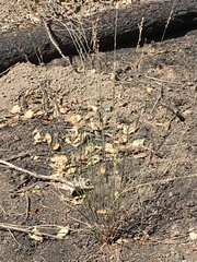 Melica imperfecta