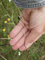 Festuca rubra