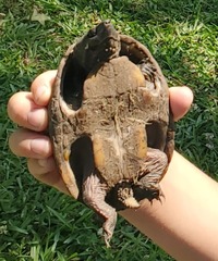 Sternotherus odoratus