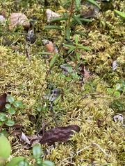 Equisetum scirpoides