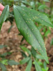 Fagaceae