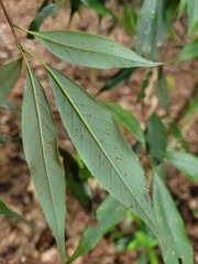 Fagaceae