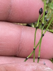 Equisetum scirpoides