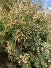 Tamarix boveana
