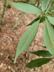 Fagaceae
