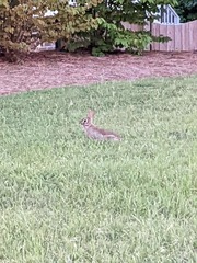 Sylvilagus floridanus