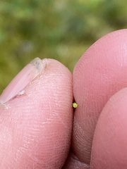 Equisetum scirpoides