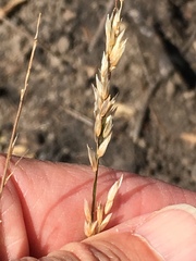 Melica imperfecta
