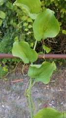 Smilax rotundifolia