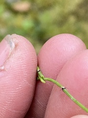 Equisetum scirpoides