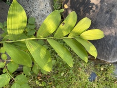 Polygonatum odoratum
