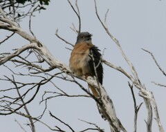 Cacomantis flabelliformis