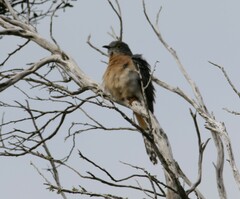 Cacomantis flabelliformis